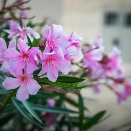 Villa Animare *